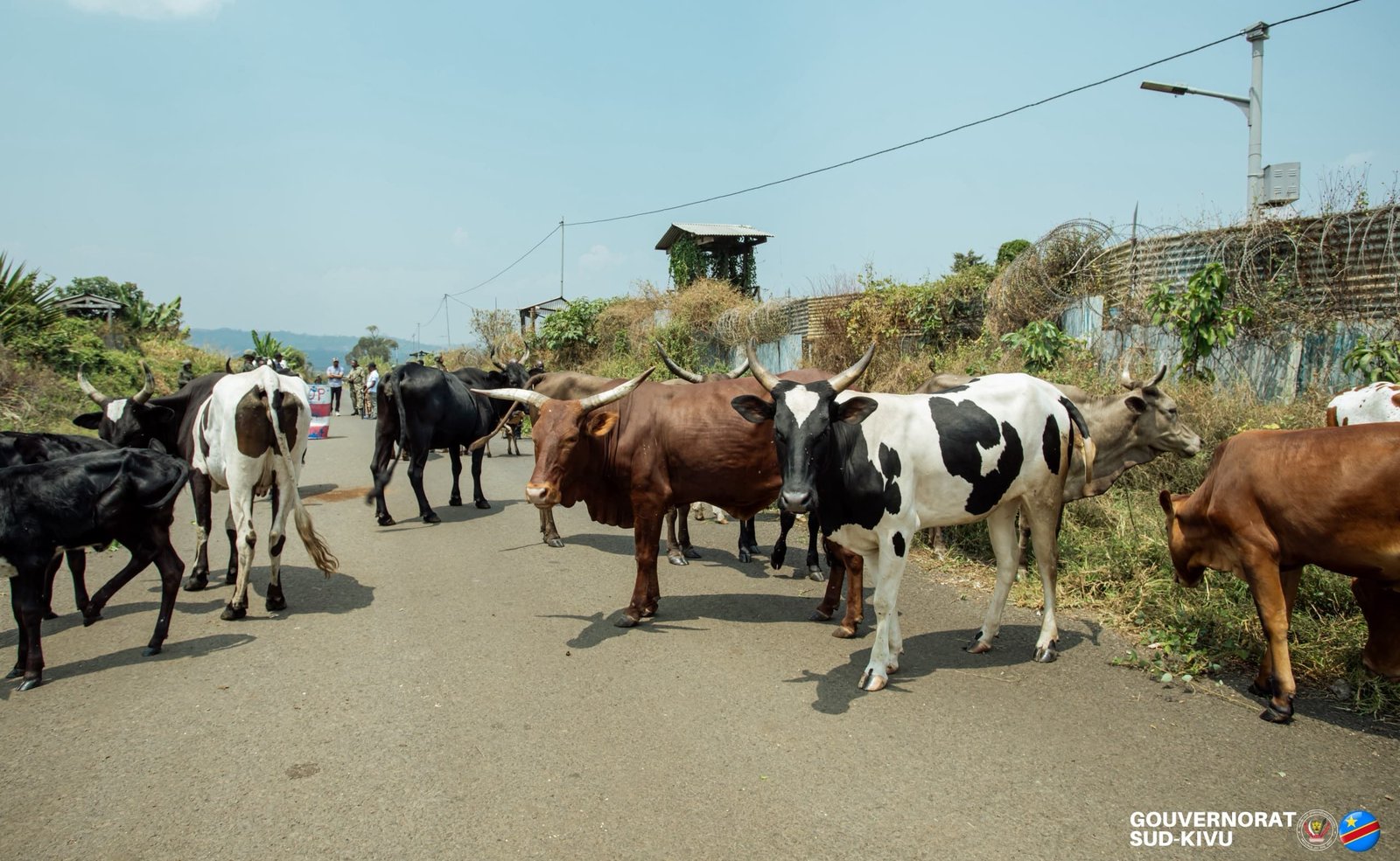 Sud-Kivu : 37 vaches restituées à leurs propriétaires par l&rsquo;AFC-M23 après avoir été volées par des miliciens Wazalendo